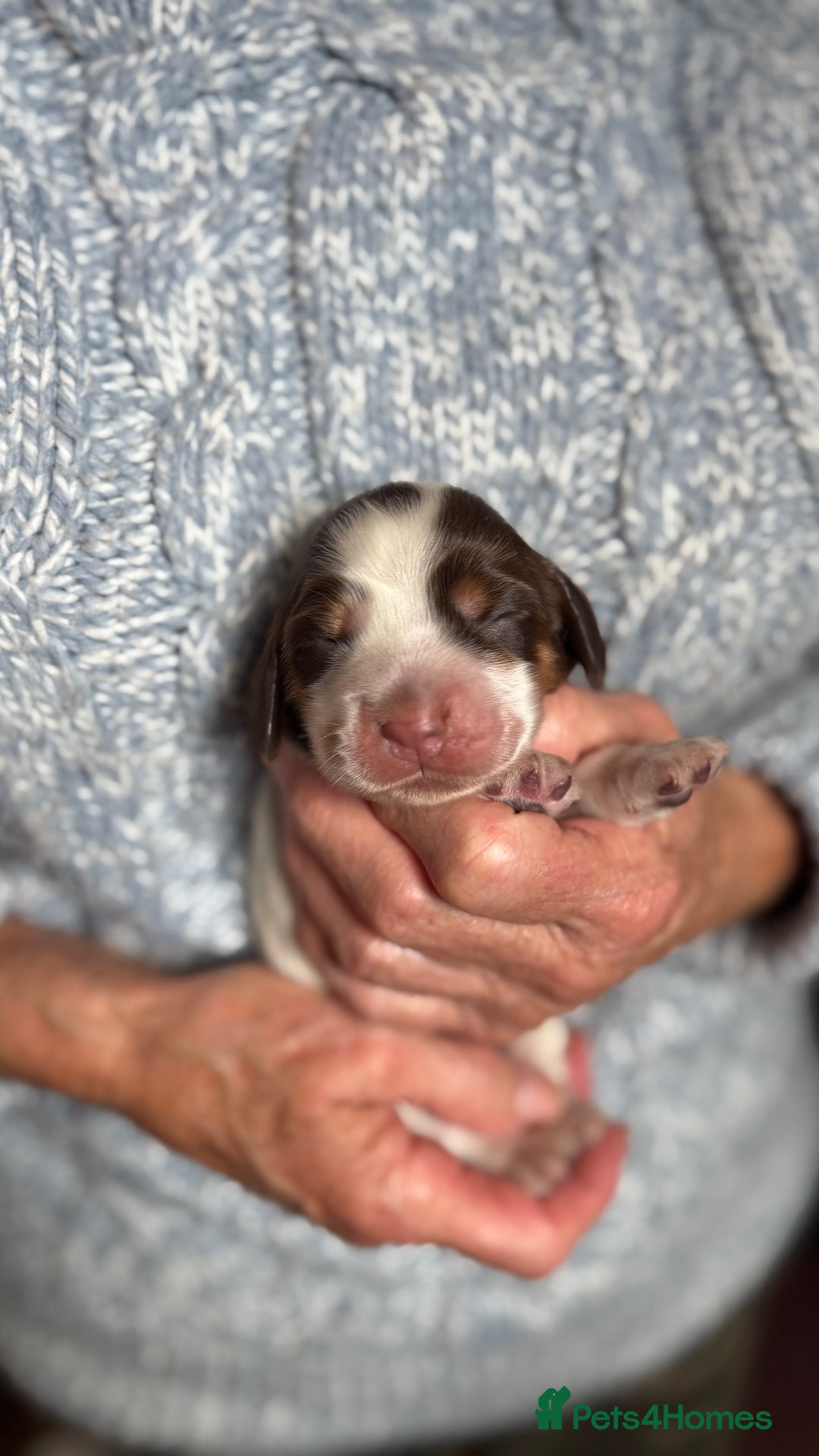 Cocker Spaniel dogs for sale: Show cocker spaniel pups  - Image 7