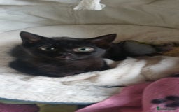 Mixed Breed cats for sale:  Kittens need new homes!! 🤗🤗 - Image 7
