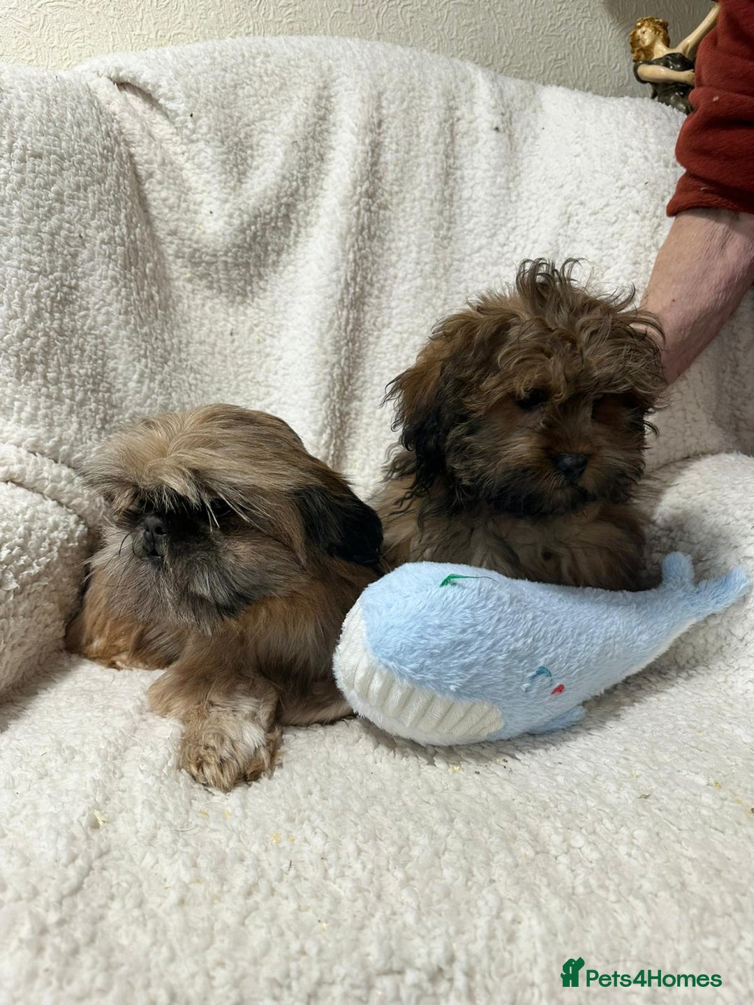 Shihpoo dogs for sale: Gorgeous shihpoo’s - Advert 7