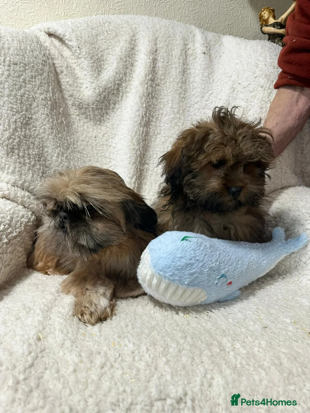 Shihpoo dogs for sale: Gorgeous shihpoo’s - Advert 7