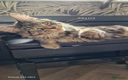 Maine Coon cats for sale: Female MCO - Image 17