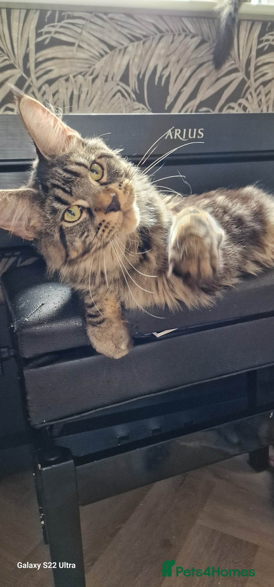 Maine Coon cats for sale: Female MCO - Image 17