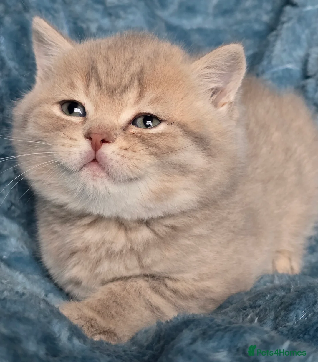 British Shorthair cats for sale: TICA registered British shorthair kittens - Advert 33