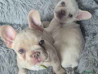 French Bulldog dogs Two stunning DWKC pups left - Advert 17