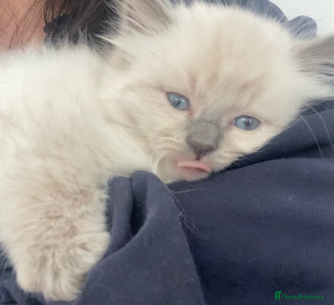 Ragdoll cats for sale: 💛💛💛Ragdolls💛💛💛 - Image 1