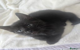 British Shorthair cats for sale: 3 kittens for sale - Image 1