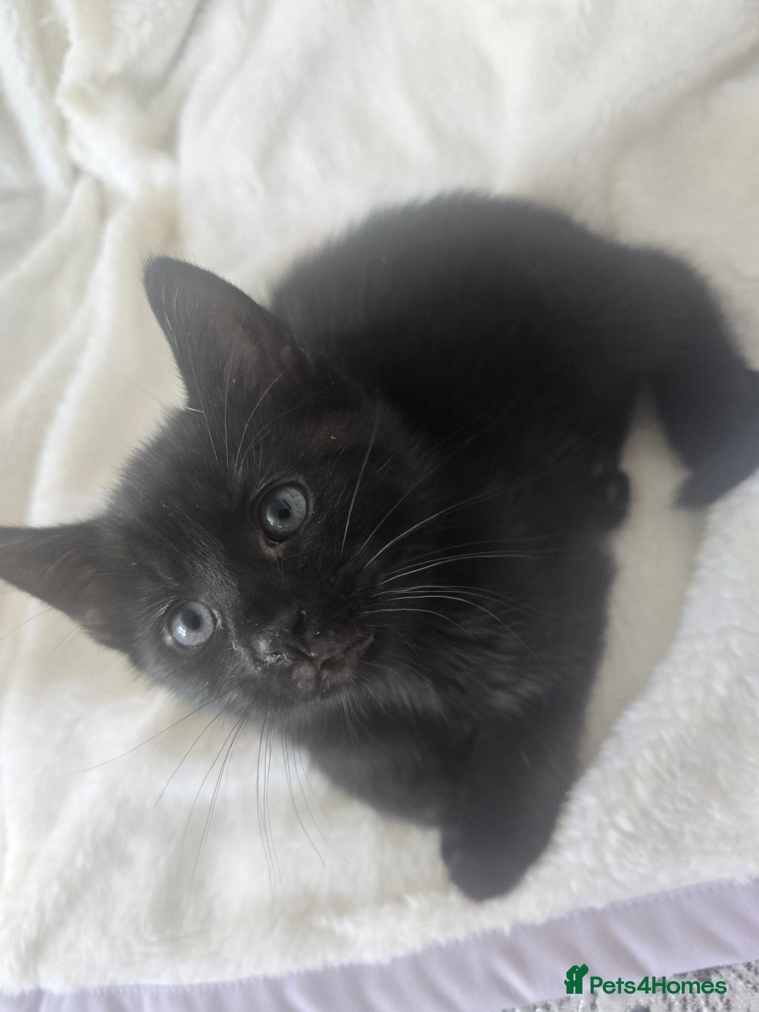British Shorthair cats for sale: 3 kittens for sale - Image 1