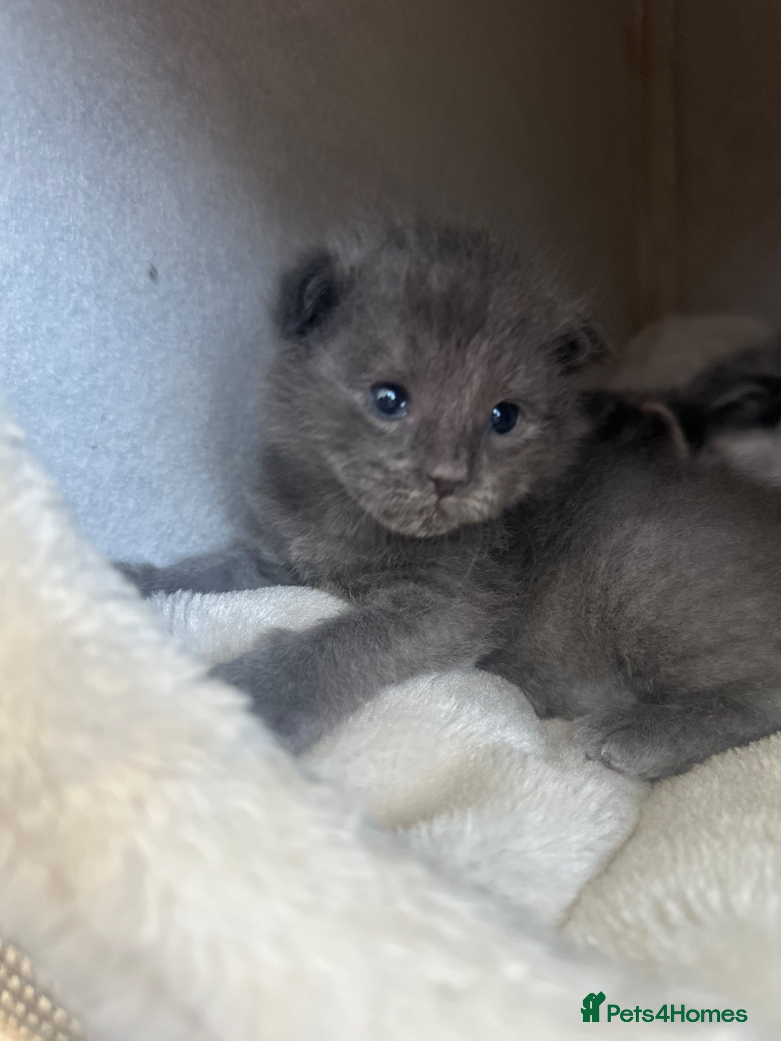 Maine Coon cats ✨ Beautiful Ragcoons - Ready June - Advert 16