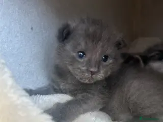 Maine Coon cats ✨ Beautiful Ragcoons - Ready June - Advert 16