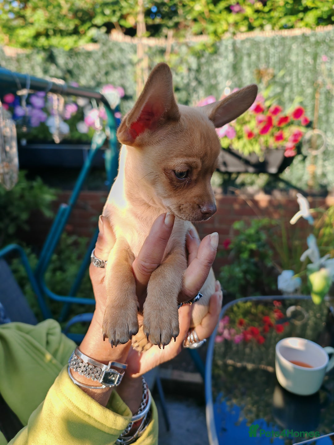 Chihuahua dogs for sale: Pure Chihuahuas - Image 8