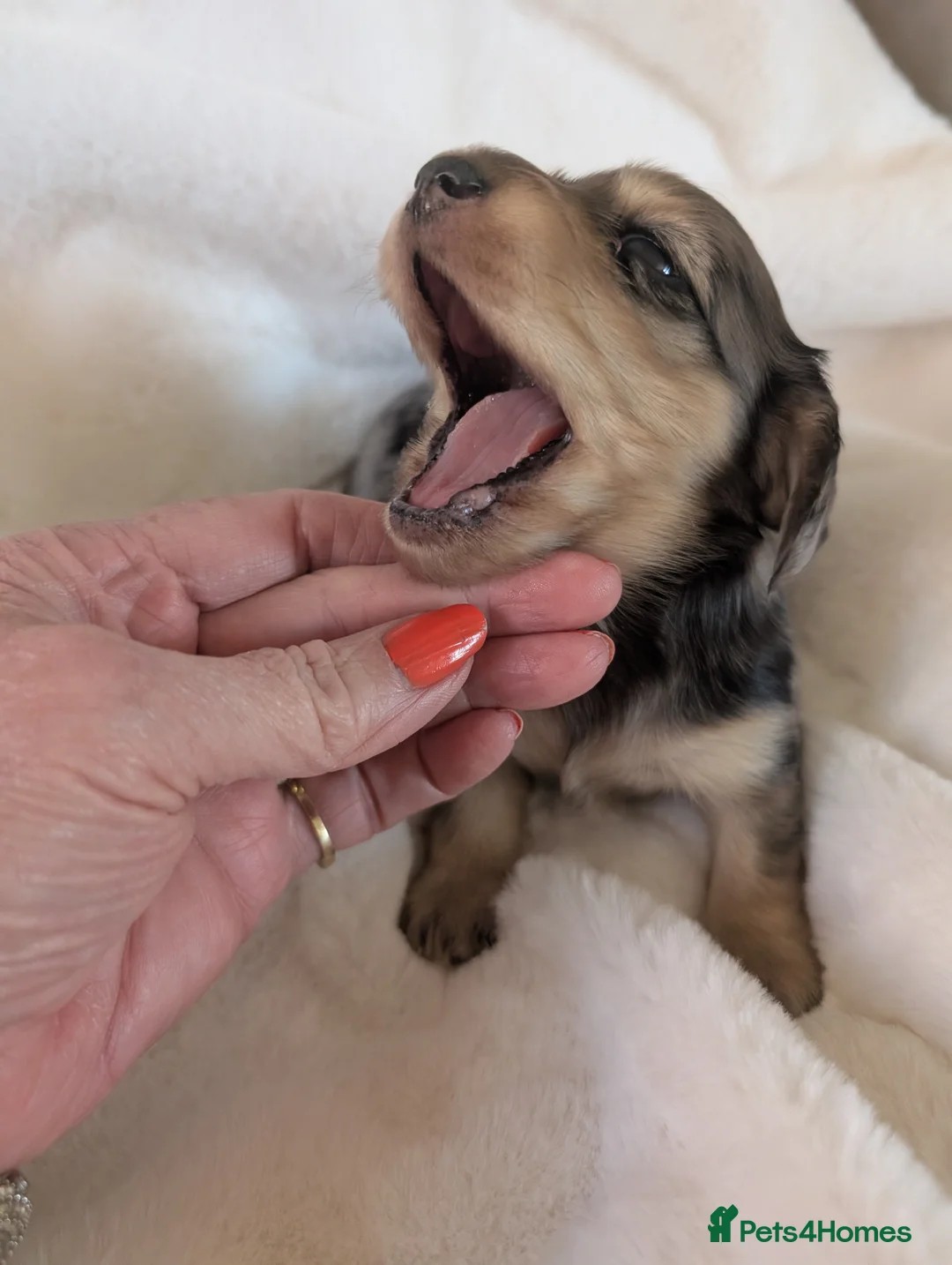 Miniature Dachshund dogs for sale: Stunning long haired miniature dachshunds  - Advert 2