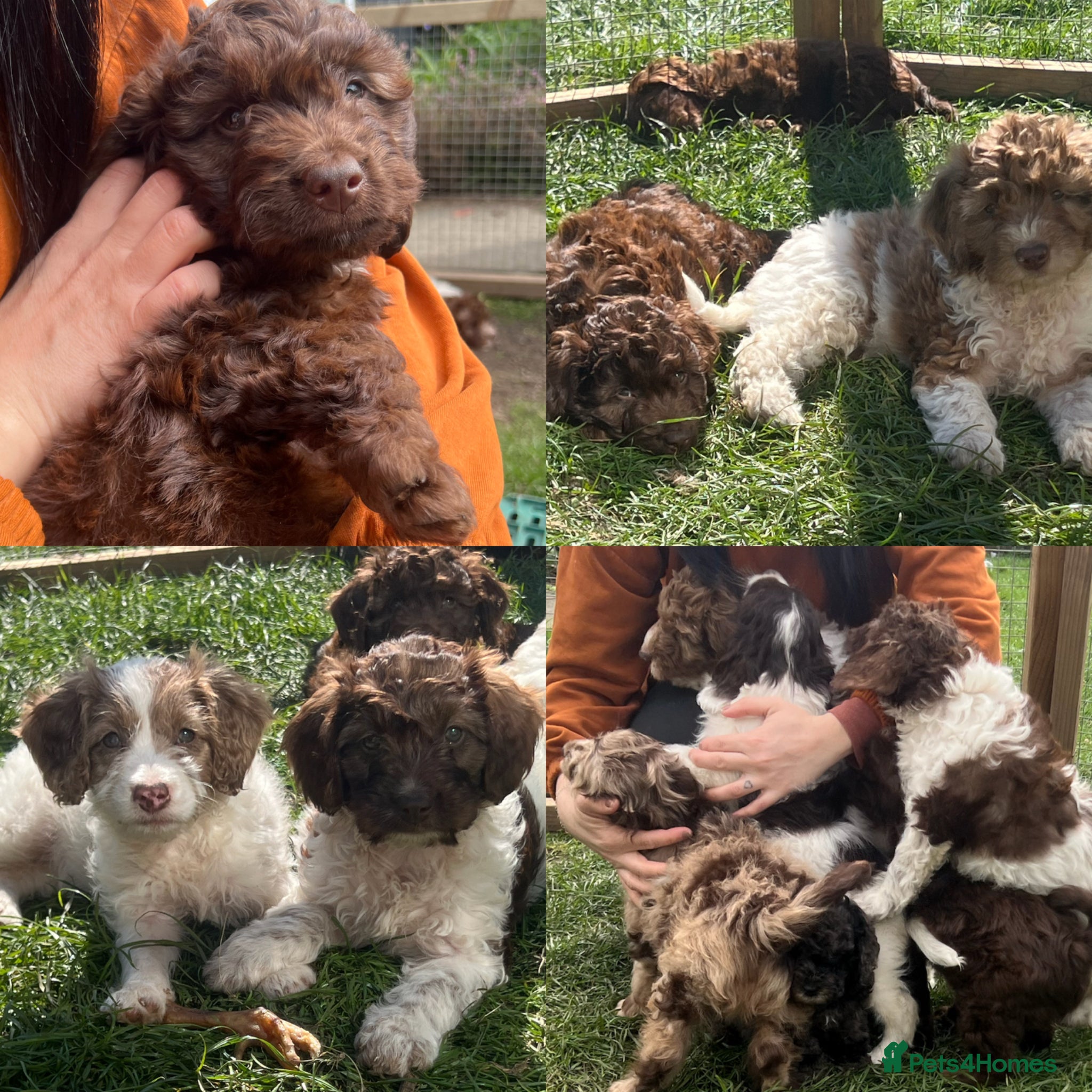 Cockapoo dogs Gorgeous F1 babies - vaccinated and ready to go - Advert 11