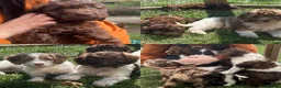 Cockapoo dogs for sale: Gorgeous F1 babies - vaccinated and ready to go - Advert 1