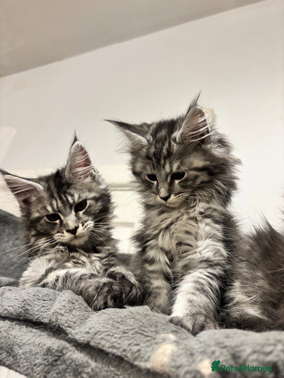 Maine Coon cats for sale:  TICA Maine Coon Kitten litter due soon!  - Advert 11