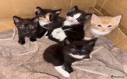 Mixed Breed cats for sale: Sweet kittens 😻 - Image 1