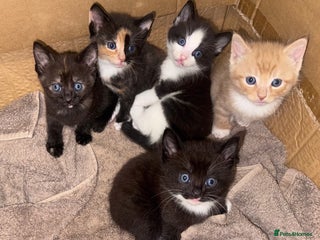 Mixed Breed cats - Advert 34