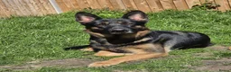 German Shepherd dogs for sale: German Shepherd Pups in Newcastle - Advert 3