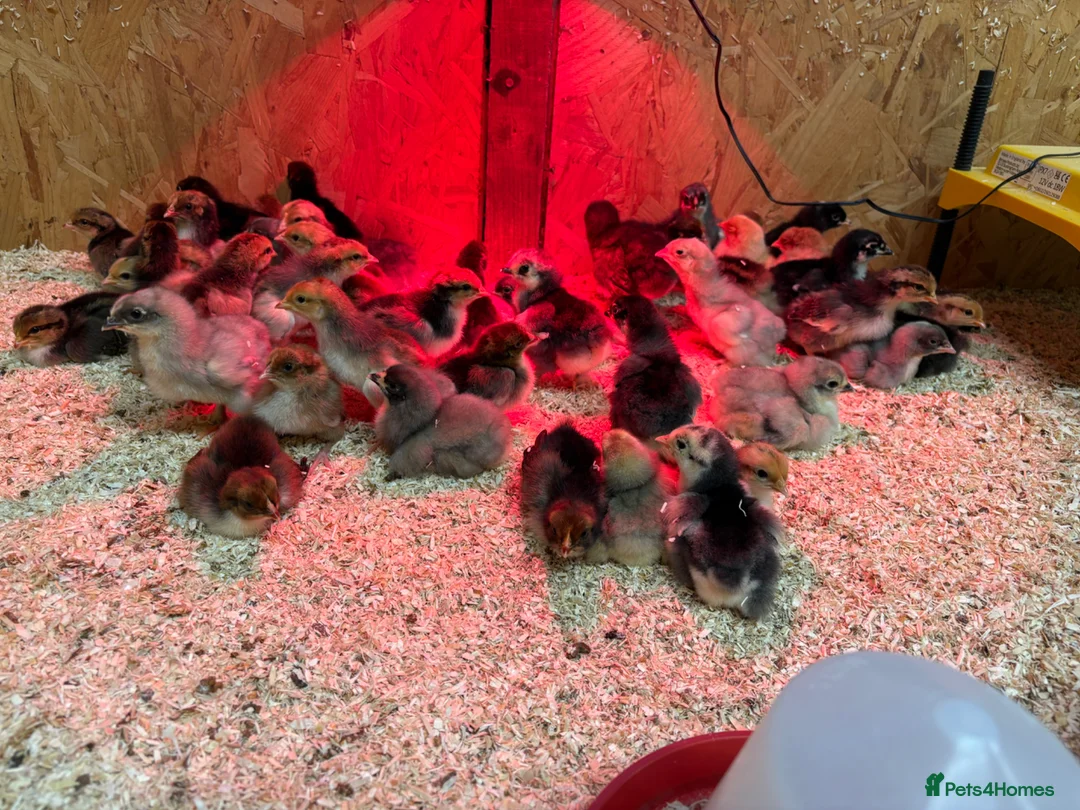 Chickens poultry for sale: Swedish Flower Hen – Rare Breed - Advert 2