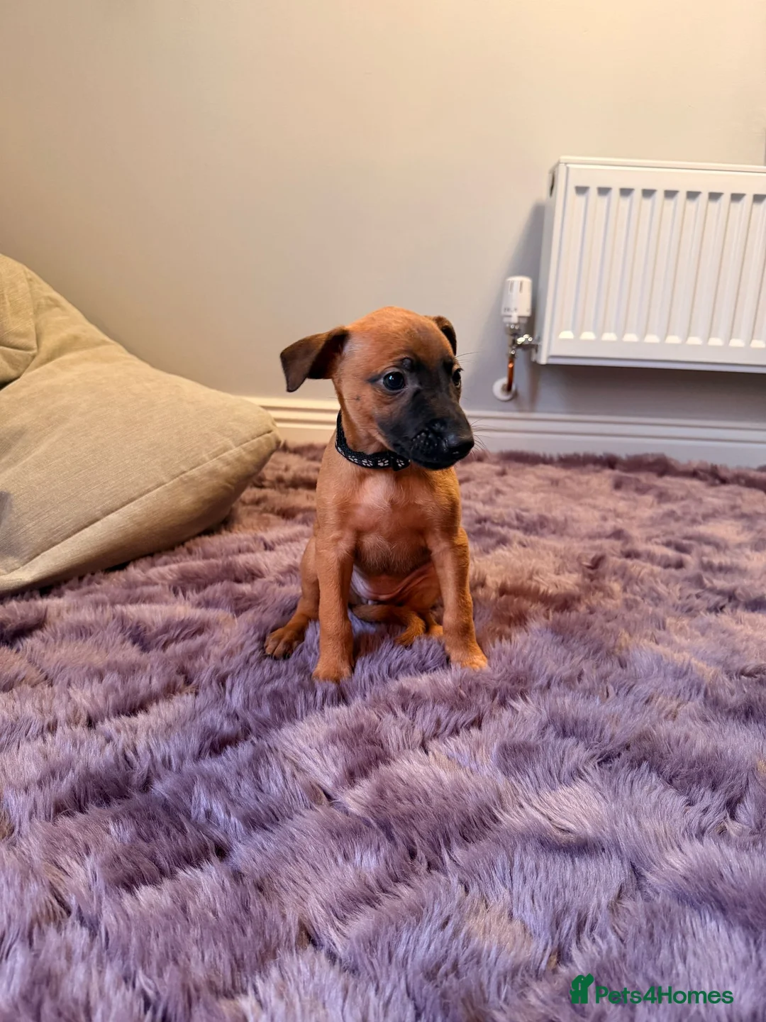 Mixed Breed dogs for sale: All Girls Greyhound/Whippet/Lurcher Cross Puppies! - Advert 25