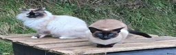 Siberian cats for sale: Active Breeding Queen - Advert 6