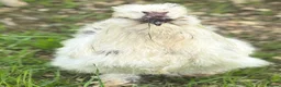 Chickens poultry for sale: Silkie Hatching Eggs – Paint & Cuckoo-Type  - Advert 7