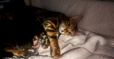 Bengal cats - Advert 14