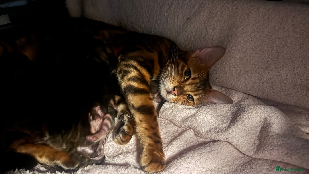 Bengal cats for sale: Bengal kittens Pure just born - Image 3