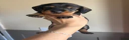 Dachshund dogs for sale: ✨2 boys. Health tested KC standard dachshunds✨  - Advert 35
