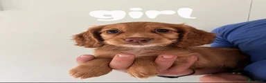 Cocker Spaniel 2