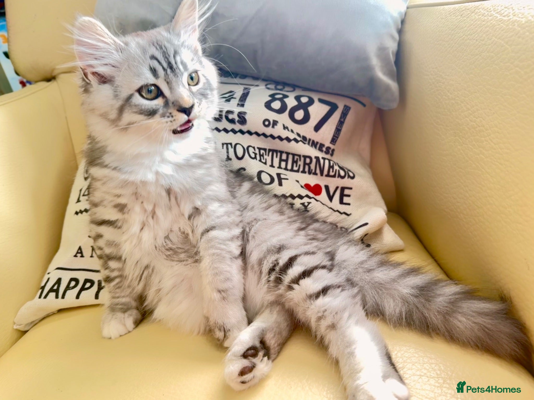 Mixed Breed cats Last Boy Available| Silver Smoke British x Persian - Advert 2