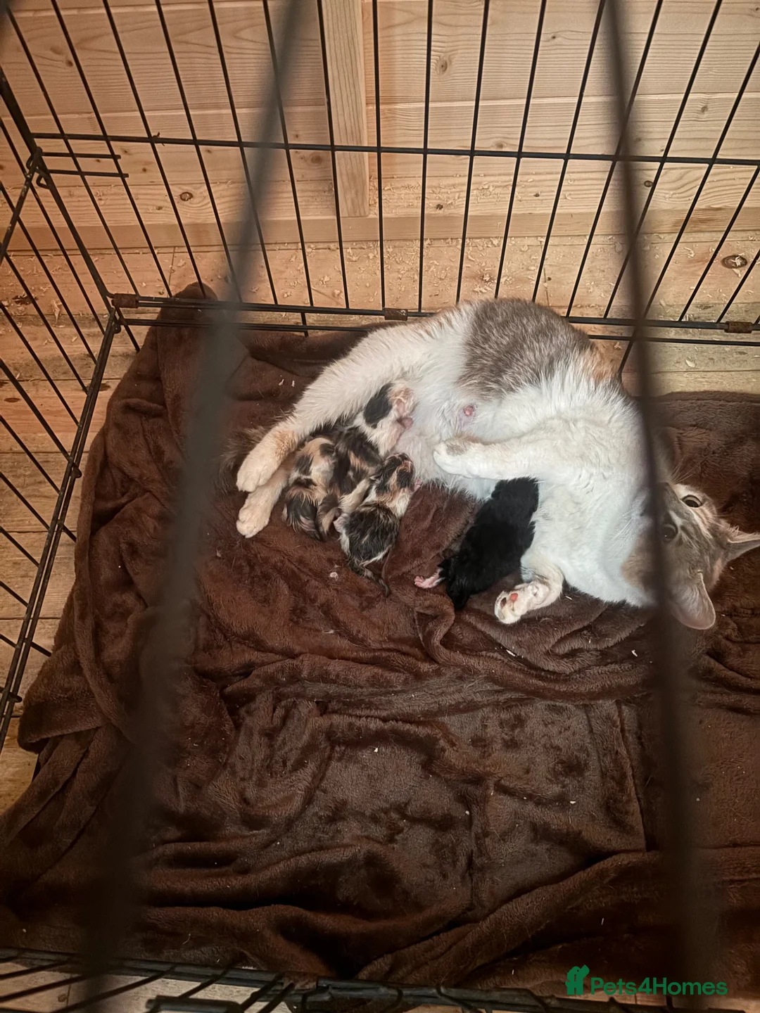 Mixed Breed cats for sale: 5 beautiful kittens  in Royston - Advert 2