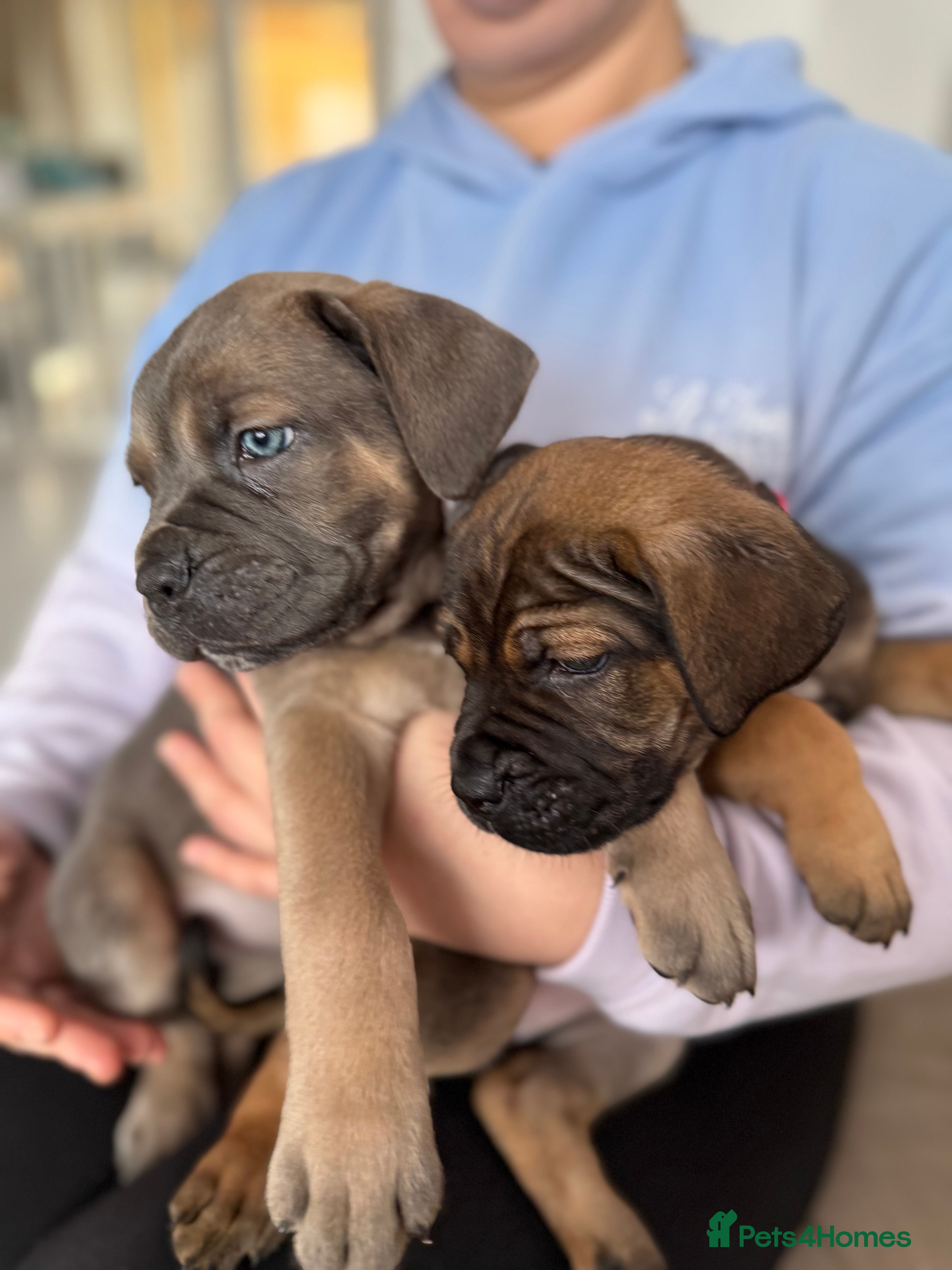 Cane Corso dogs ICF/ICCF Champion 6th GENERATION Cane Corso pups - Advert 15