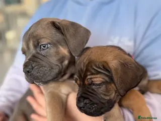 Cane Corso dogs ICF/ICCF Champion 6th GENERATION Cane Corso pups - Advert 15