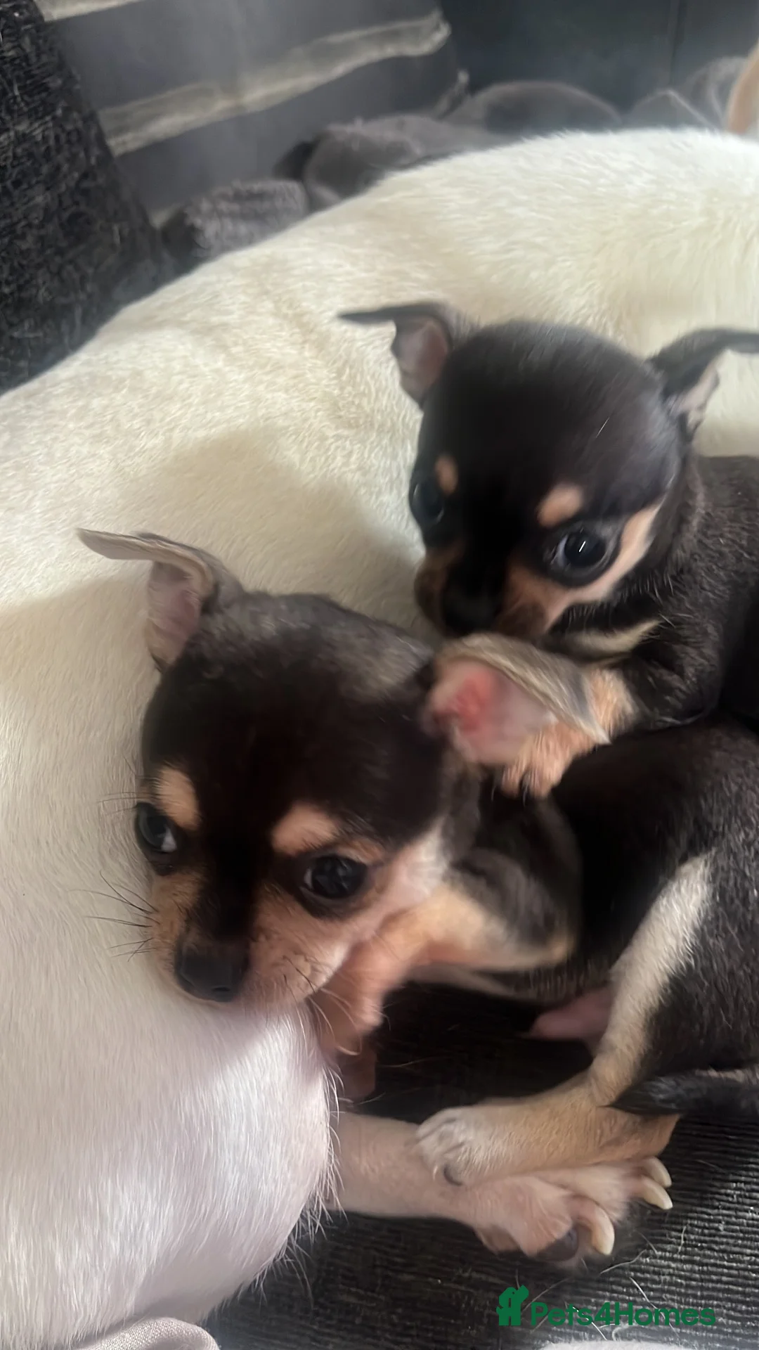 Chihuahua dogs for sale: brown and tanned full bread chihuahua puppys - Advert 2