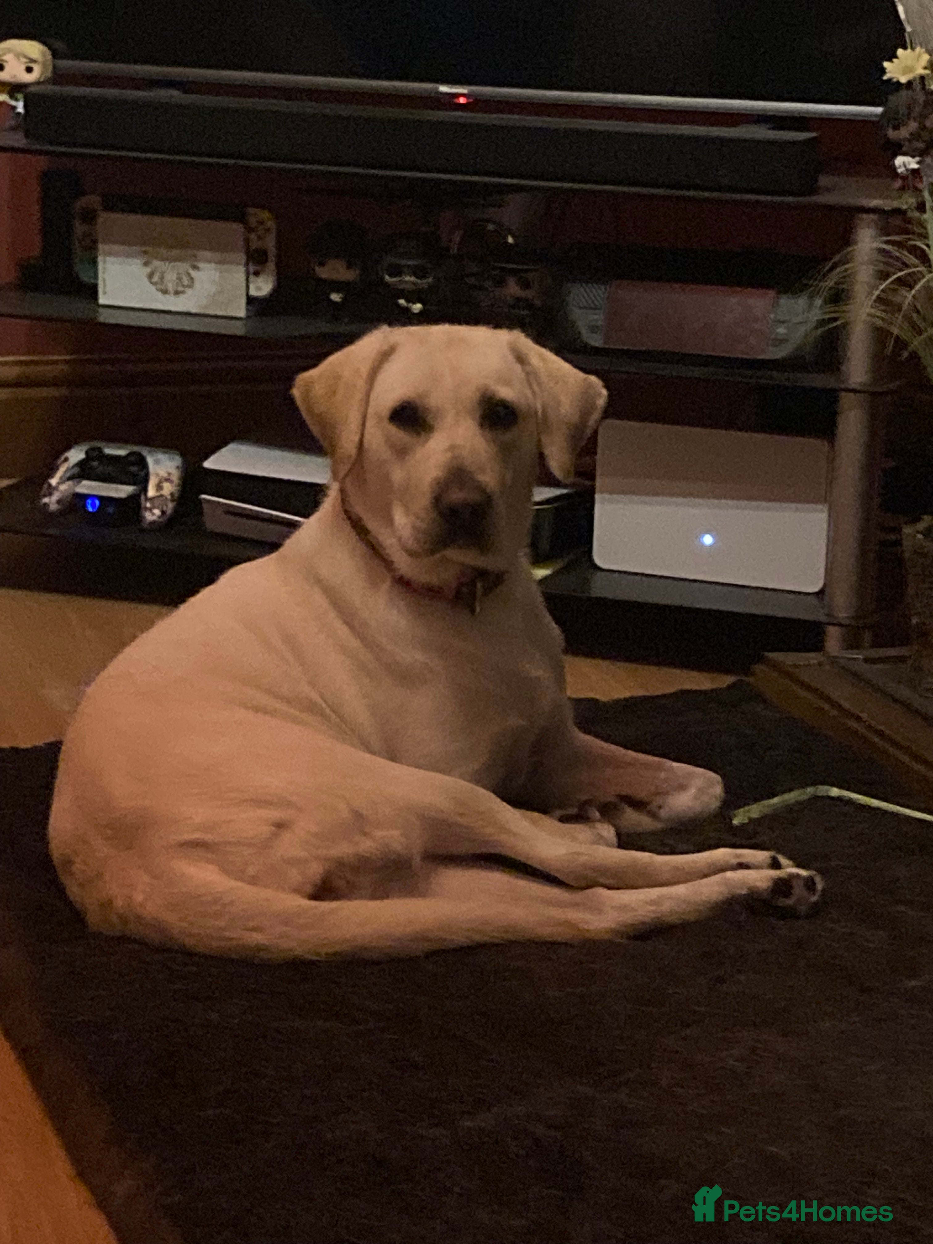 Labrador Retriever dogs Lovely Labrador in need of a new home - Advert 10