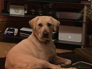 Labrador Retriever dogs Lovely Labrador in need of a new home - Advert 1