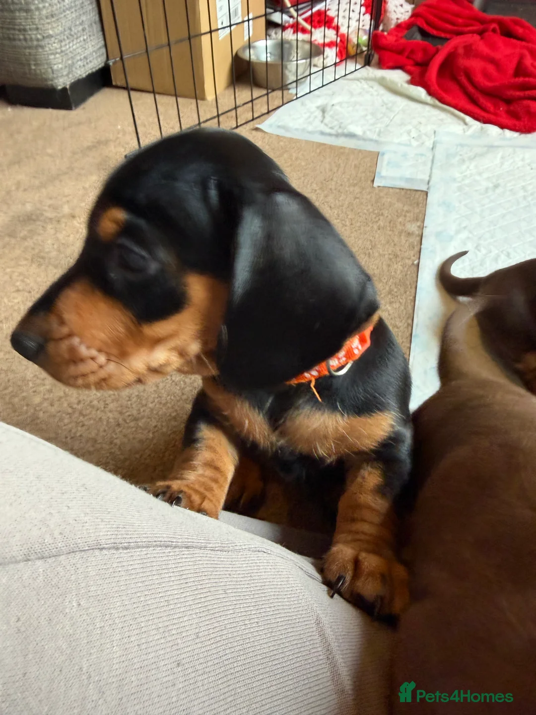 Dachshund dogs for sale: 4 beautiful boys  - Advert 11