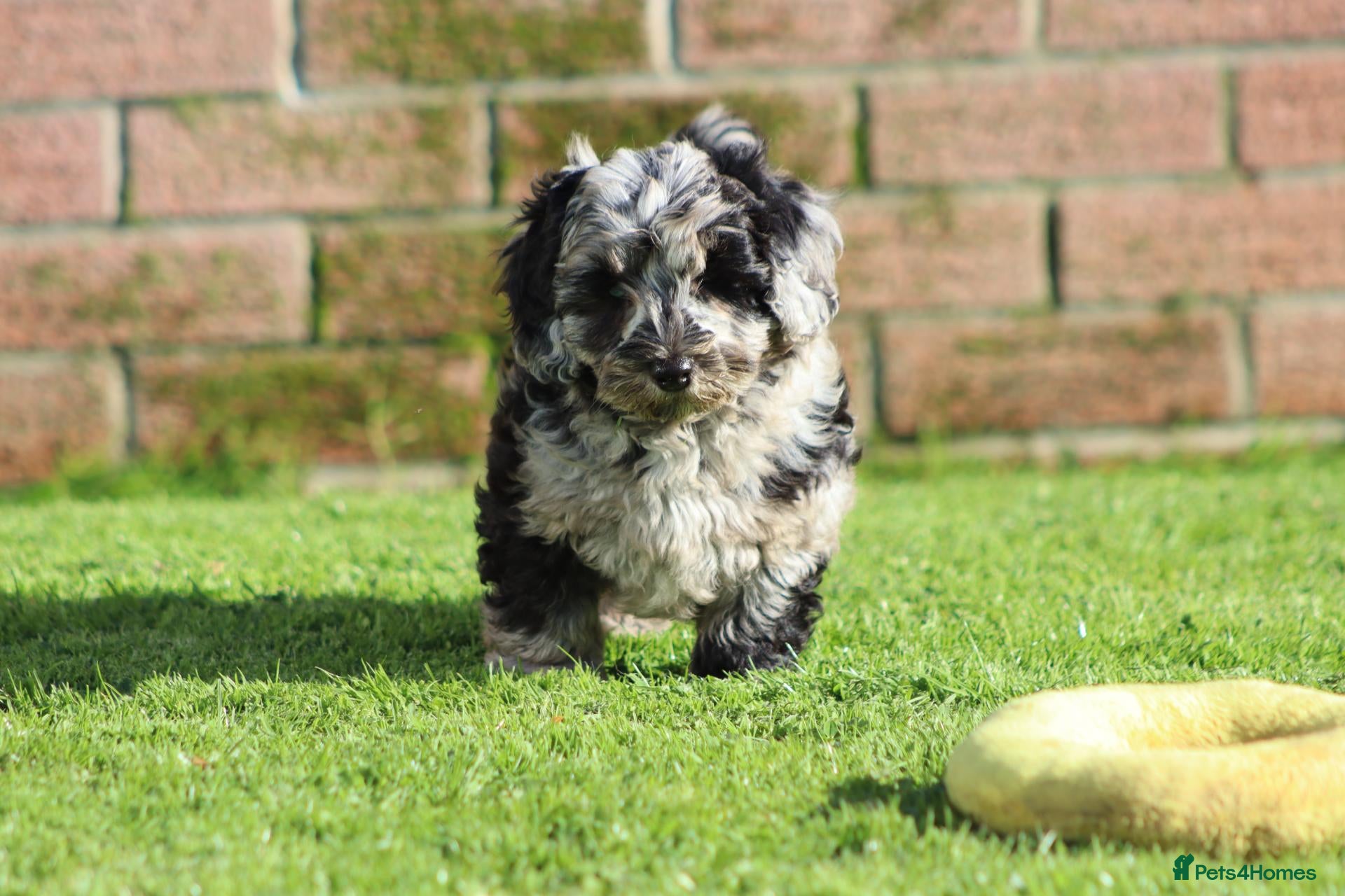 Cavapoochon dogs for sale: Beautiful Cavapoochon puppies for sale - Advert 1