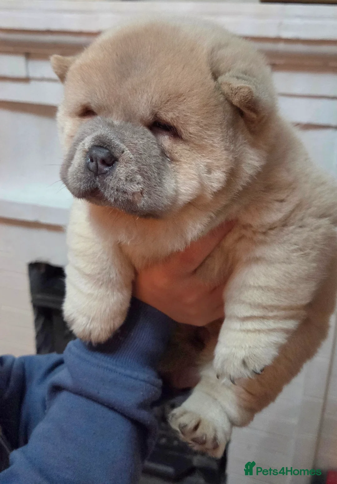 Chow Chow dogs for sale: Chow chow puppies  - Advert 5