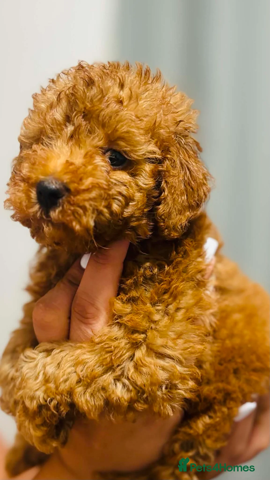Toy Poodle dogs for sale: Toy Poodle in Nottingham - Advert 5