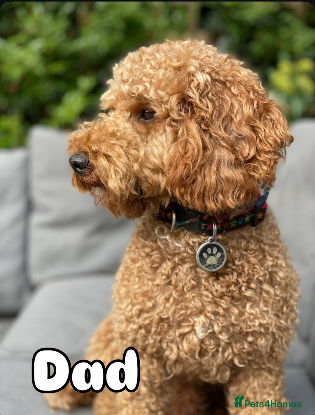 Cavapoo dogs for sale: Beautiful F1B cavapoo “teddy bear” puppies  - Advert 27