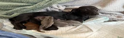 Miniature Dachshund dogs for sale: EXPRESSION OF INTEREST - MINIATURE DACHSHUND PUPS - Advert 2