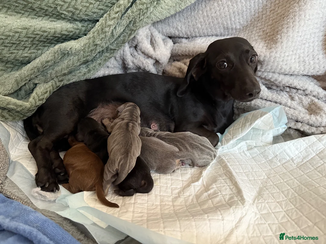 Miniature Dachshund dogs for sale: EXPRESSION OF INTEREST - MINIATURE DACHSHUND PUPS - Advert 2