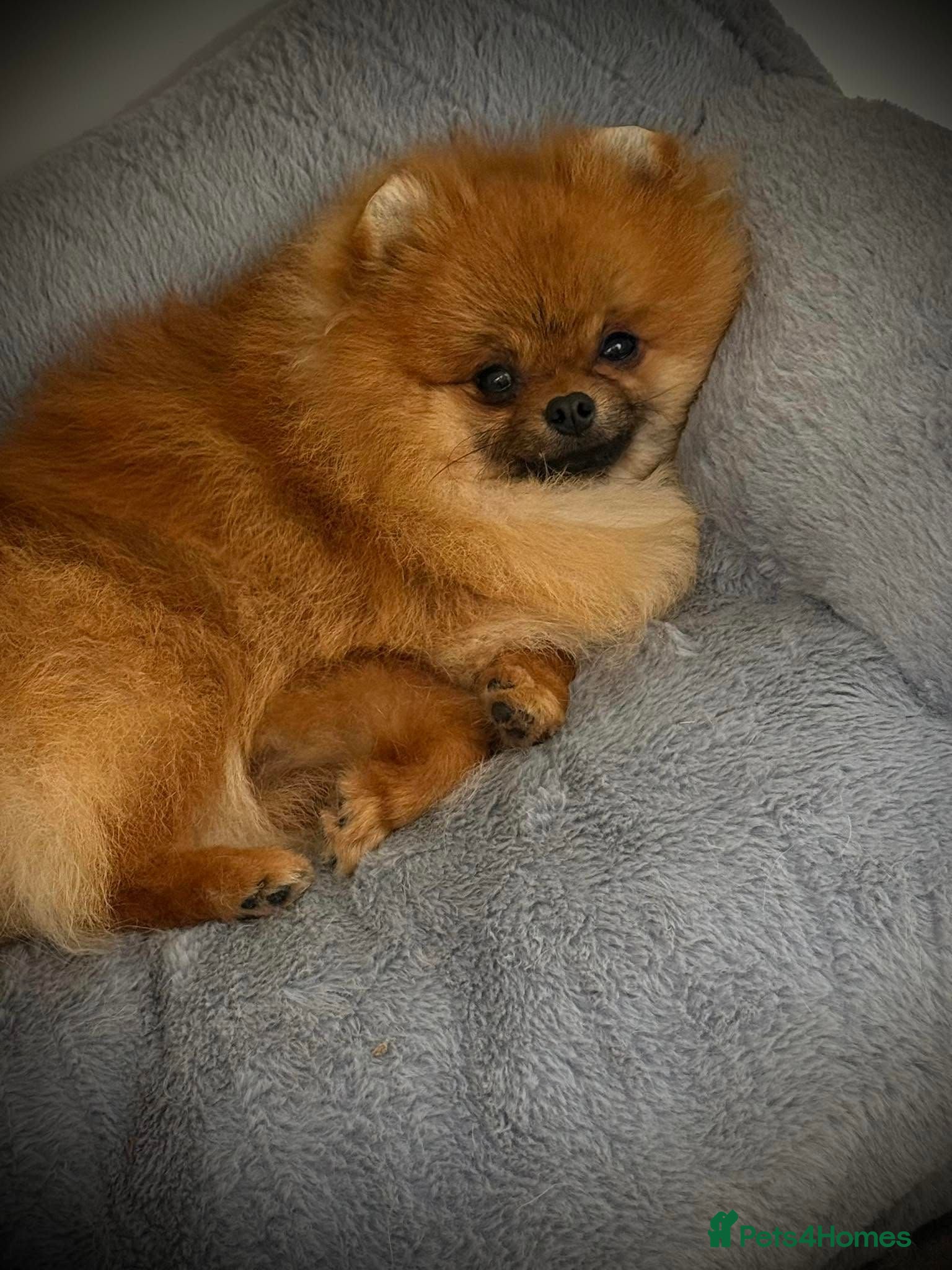 Pomeranian dogs Bright Orange Male available - NO TIME WASTERS **  - Advert 6