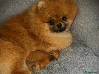 Pomeranian dogs Bright Orange Male available - NO TIME WASTERS ** - Advert 1