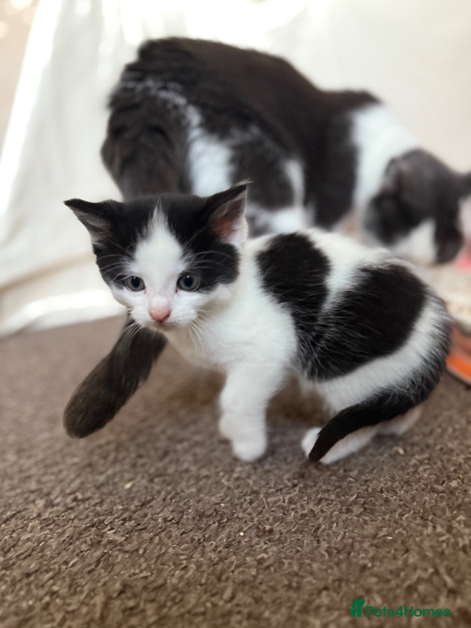 Mixed Breed cats 4 Beautiful kittens with unusual markings - Advert 2