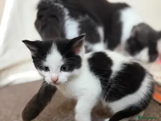 Mixed Breed cats 4 Beautiful kittens with unusual markings - Advert 2