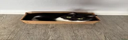 Mixed Breed cats for sale: Cherry and  **   in Staines - Advert 6