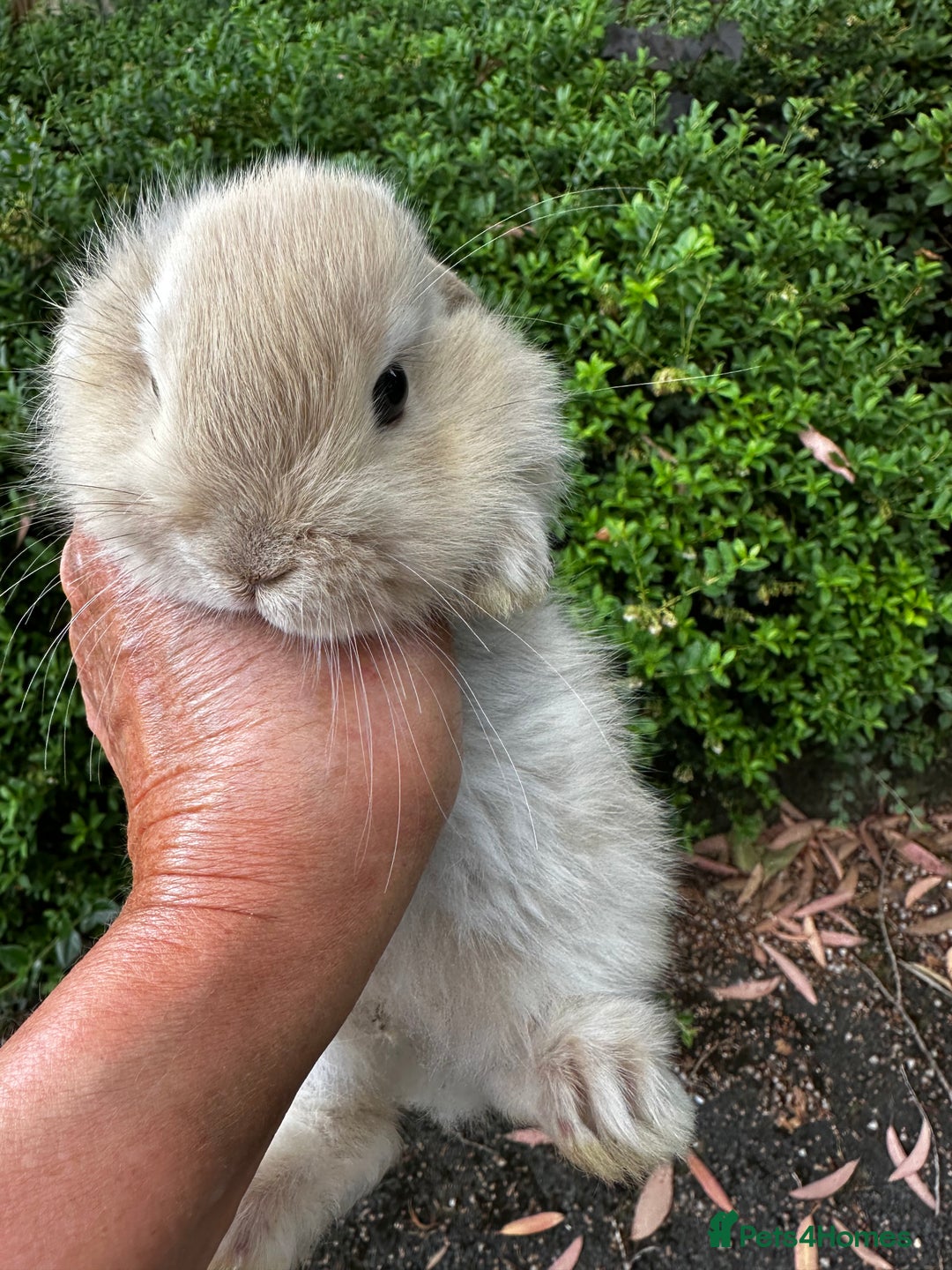 Mini Lion Lop rabbits for sale: Pure bred mini lop bunnies in Uckfield - Image 15