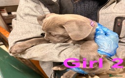 Cane Corso dogs for sale: Stunning Cane Corso Puppies for sale - Image 24